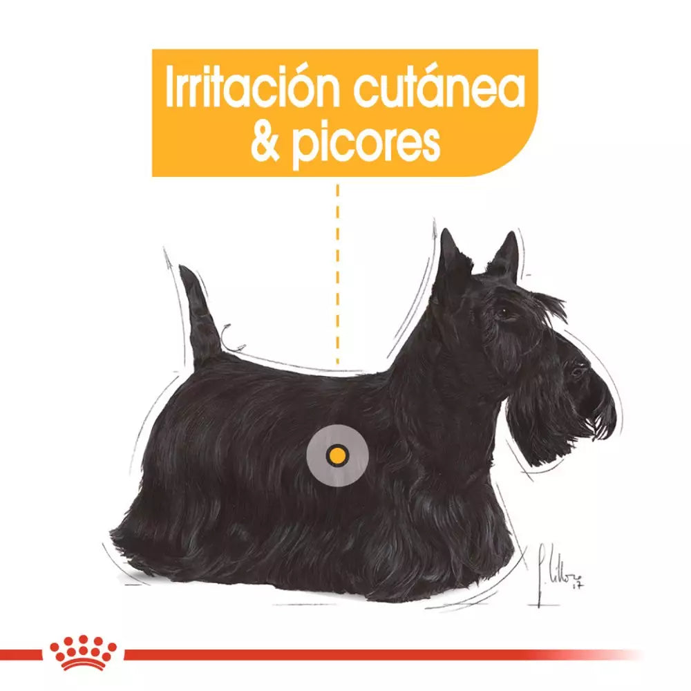 Royal Canin Dermacomfort paté 12x85g para perros piel sensible Gabo y Gordo E Shop Gran Canaria