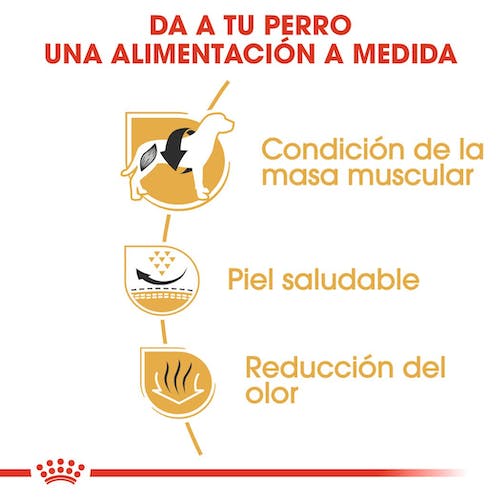 Royal Canin French Bulldog Adult pienso bulldog francés adulto Gabo y Gordo E Shop