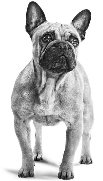 Royal Canin French Bulldog Adult pienso bulldog francés adulto Gabo y Gordo E Shop