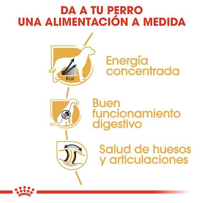 Royal Canin Gran Danés Adulto 12 kg pienso raza gigante en Gran Canaria Gabo y Gordo E Shop