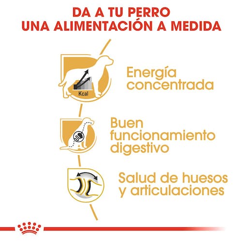 Royal Canin Gran Danés Adulto 12 kg pienso raza gigante en Gran Canaria Gabo y Gordo E Shop
