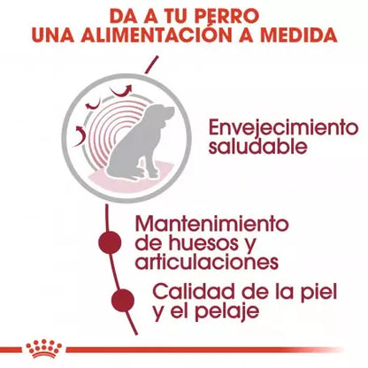ROYAL CANIN Medium Ageing Pouch 140 g x 10 unidades | Pienso húmedo para perros Gabo&Gordo Pet Shop en Las Palmas de Gran Canaria tienda para mascotas, perros, gatos, conejos, tortugas, animales
