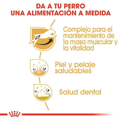 Royal Canin Jack Russell Adult pienso perro pequeño en Gran Canaria Gabo y Gordo E Shop