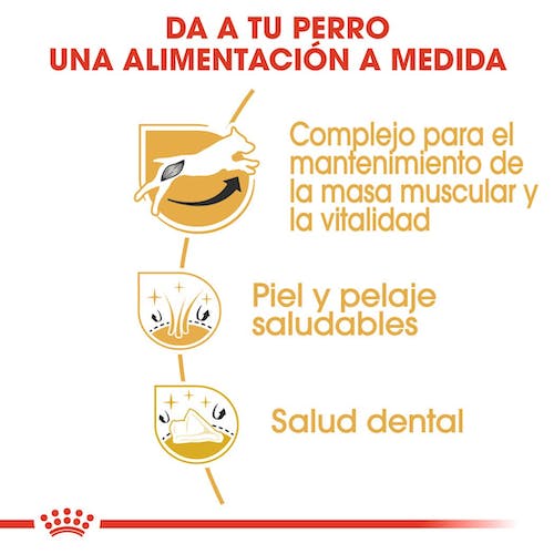Royal Canin Jack Russell Adult pienso perro pequeño en Gran Canaria Gabo y Gordo E Shop