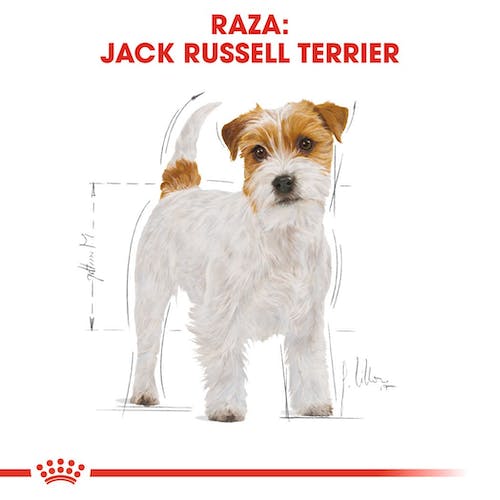 Royal Canin Jack Russell Adult pienso perro pequeño en Gran Canaria Gabo y Gordo E Shop