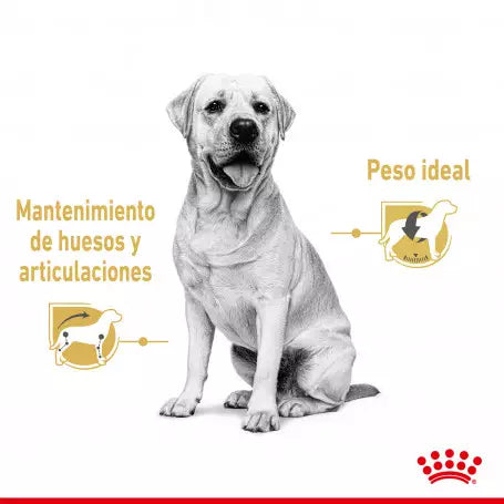 Royal Canin Labrador alimento húmedo pack 10x140g en Gran Canaria Gabo y Gordo E Shop