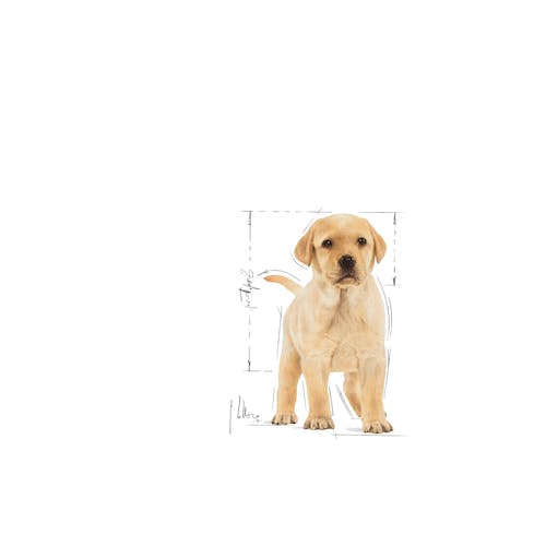 Royal Canin Labrador Retriever Puppy pienso cachorro en Gran Canaria Gabo y Gordo E Shop