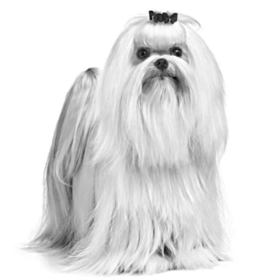 ROYAL CANIN Maltese Adult pienso para perro Bichón Maltés adulto con cuidado del pelaje