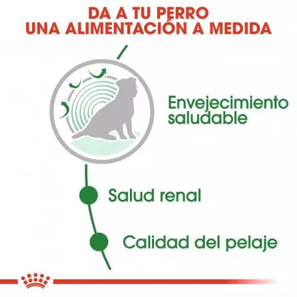 Pack de 12 sobres Royal Canin Mini Ageing 12+ para perros mayores