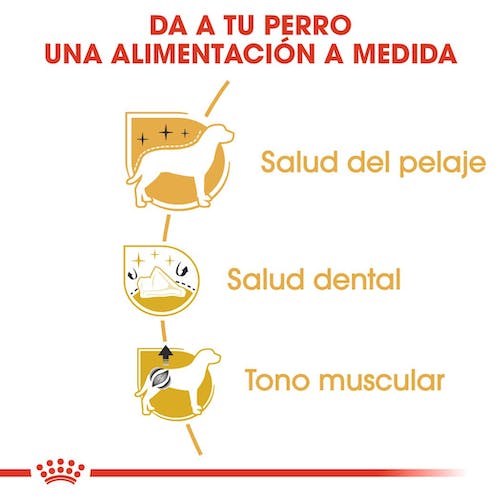 Royal Canin Poodle Adult pienso para Caniche adulto Gabo y Gordo E Shop