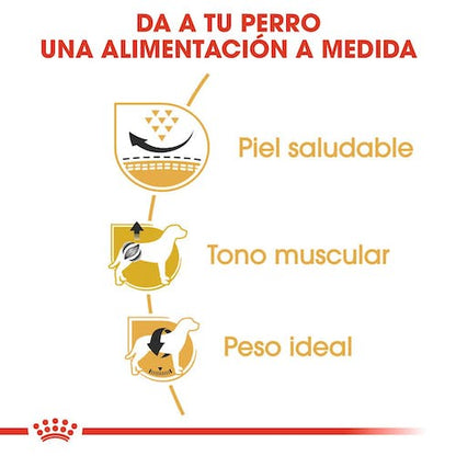 Royal Canin Pug Adult pienso para Carlino adulto tienda mascotas Gran Canaria