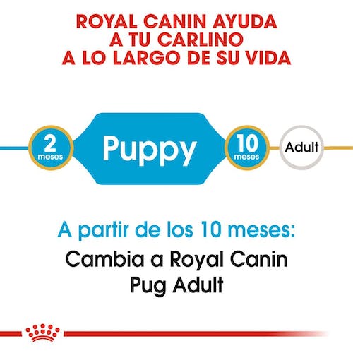 Royal Canin Pug Puppy 1,5 kg pienso cachorro Carlino Gran Canaria Gabo y Gordo