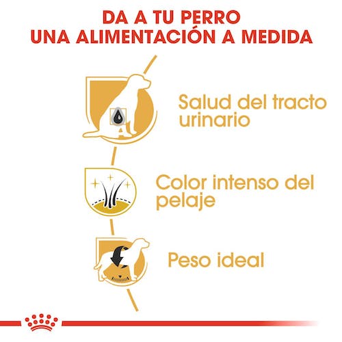 Royal Canin Schnauzer Adult pienso para perro miniatura en Gran Canaria Gabo y Gordo E Shop