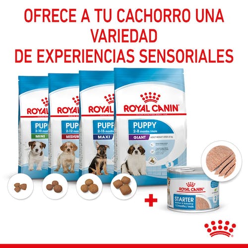 Royal Canin Starter Mother & Babydog mousse 12x195g para perra gestante y cachorros Gabo y Gordo E Shop Gran Canaria