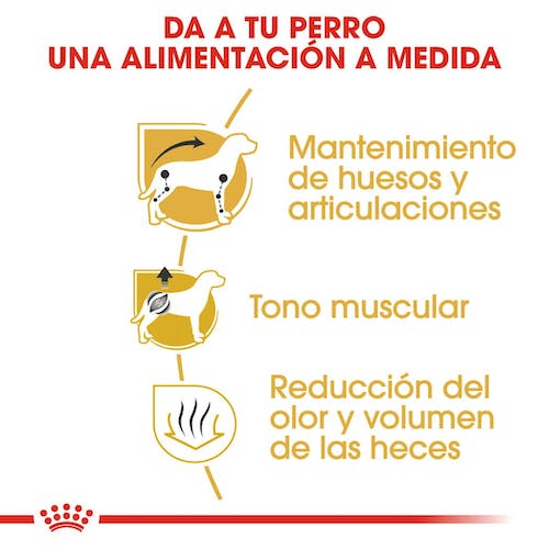 Royal Canin Teckel Adulto pienso para perros Dachshund adulto Gabo y Gordo E Shop Gran Canaria