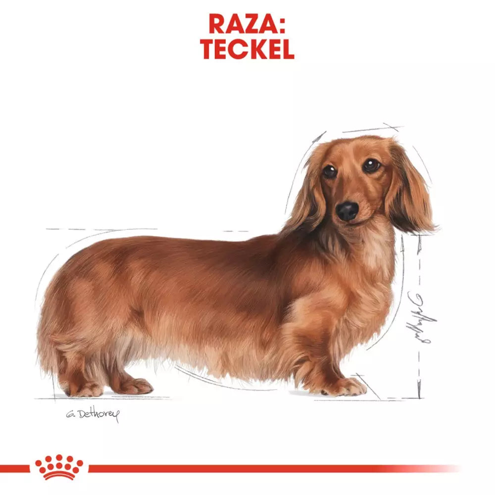 Royal Canin Teckel alimento húmedo 12x85g para perro adulto en Gran Canaria Gabo y Gordo