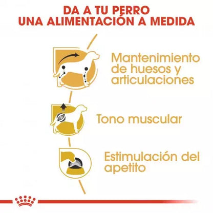 Royal Canin Teckel alimento húmedo 12x85g para perro adulto en Gran Canaria Gabo y Gordo