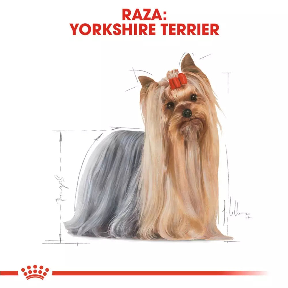 Royal Canin Yorkshire Terrier alimento húmedo 12x85g para perro adulto en Gran Canaria Gabo y Gordo
