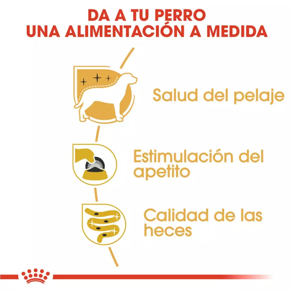 Royal Canin Yorkshire Terrier alimento húmedo 12x85g para perro adulto en Gran Canaria Gabo y Gordo