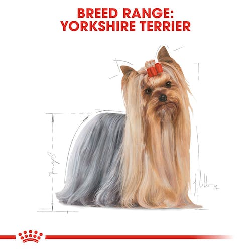 Royal Canin Yorkshire Terrier Adulto pienso para perros raza pequeña Gabo y Gordo E Shop Gran Canaria