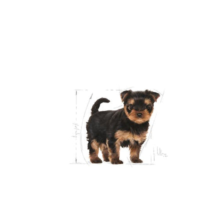 Royal Canin Yorkshire Terrier Puppy pienso para cachorro hasta 10 meses Gabo y Gordo E Shop Gran Canaria