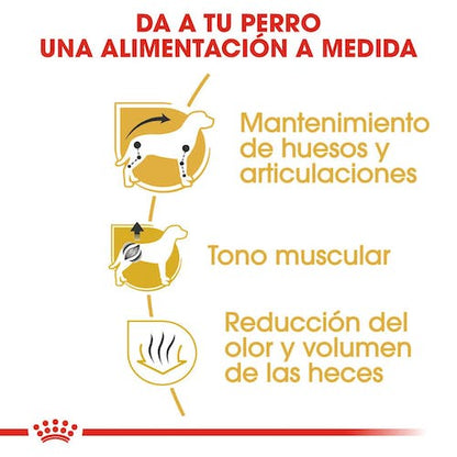 ROYAL CANIN teckel adulto. Gabo y Gordo E Shop, la mejor tienda online en Gran Canaria, las Islas Canarias, España, tienda online para mascotas, perros, gatos, conejos, tortugas, animales, accesorios para mascotas en general. 
Gabo y Gordo E Shop in Gran Canaria, Canary Islands, the best store for pets, dogs, cats, rabbits, turtles, animals, pet accessories.