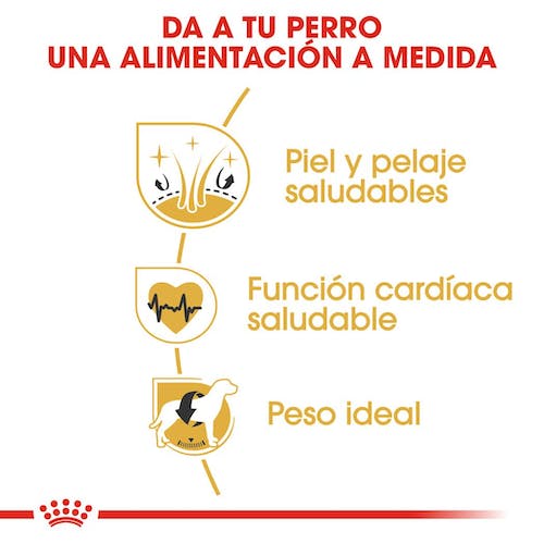 ROYAL CANIN GOLDEN RETRIEVER ADULTO 12 kg Gabo y Gordo E Shop, la mejor tienda online en Gran Canaria, Islas Canarias, España, tienda online para mascotas, perros, gatos, conejos, tortugas, animales, accesorios para mascotas en general. 
Gabo y Gordo E Shop is the best online pet shop in Gran Canaria, Canary Islands, Spain.