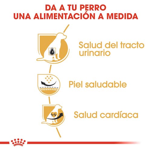 ROYAL CANIN DALMATA ADULTO 12 kg Gabo y Gordo E Shop, la mejor tienda online en Gran Canaria, Islas Canarias, España, tienda online para mascotas, perros, gatos, conejos, tortugas, animales, accesorios para mascotas en general. 
Gabo y Gordo E Shop is the best online pet shop in Gran Canaria, Canary Islands, Spain.