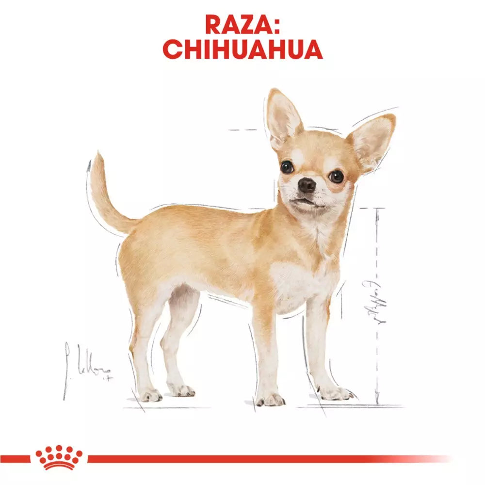 ROYAL CANIN RAZA CHIHUAHUA HÚMEDO 12 x 85 g Gabo y Gordo E Shop, la mejor tienda online en Gran Canaria, Islas Canarias, España, tienda online para mascotas, perros, gatos, conejos, tortugas, animales, accesorios para mascotas en general. 
Gabo y Gordo E Shop is the best online pet shop in Gran Canaria, Canary Islands, Spain.