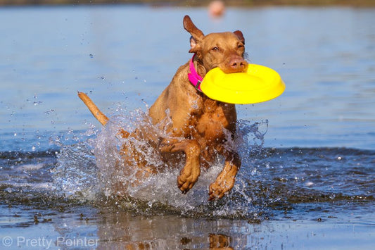 STARMARK Dura Foam Disc frisbee resistente para perros, ideal para tierra y agua