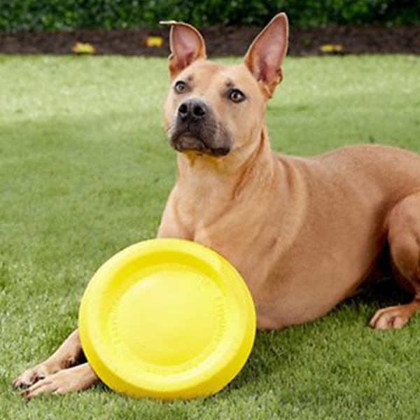STARMARK Dura Foam Disc frisbee resistente para perros, ideal para tierra y agua