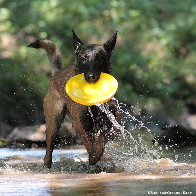 STARMARK Dura Foam Disc frisbee resistente para perros, ideal para tierra y agua