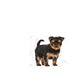 ROYAL CANIN Yorkshire Terrier Puppy. Gabo&Gordo Pet Shop en Las Palmas de Gran Canaria tienda para mascotas, perros, gatos, conejos, tortugas, animales